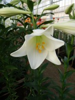 [4119 White Promise DJ No102.JPG]